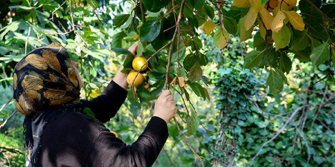 Mahallenin kadınları bahçede yetiştiriyor, olgunlaşmadan kurutuyor! Kilosunu 600 TL’den satıp eve katkı sağlıyorlar 4
